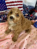 Squirt, a male Miniature Labradoodle for sale in Gaffney, SC – 1 of 3