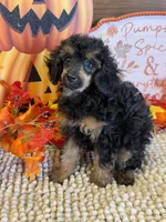Anna, a female Poodle - Toy  for sale in Gaffney, SC – 3 of 3