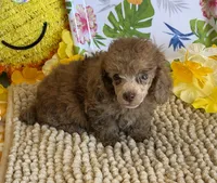 Hank, a male Poodle - Toy  for sale in Gaffney, SC – 3 of 3