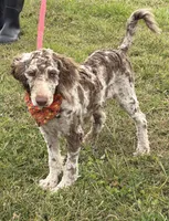 Speck, a male Labradoodle for sale in Gaffney, SC – 3 of 3