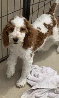 Rita, a female Miniature Goldendoodle for sale in Gaffney, SC – 6 of 7