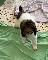 Maxx, a male Miniature Goldendoodle for sale in Gaffney, SC – 2 of 10
