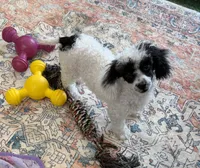 Bandit, a male Poodle - Toy  for sale in Gaffney, SC – 7 of 7