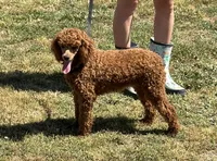 Sadie, a female Poodle - Miniature  for sale in Gaffney, SC – Photo 4 of 4
