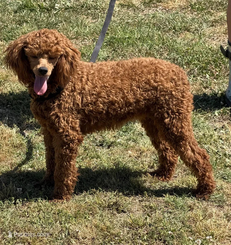 Sadie – Poodle - Miniature  puppy for sale in Gaffney, SC