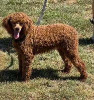 Sadie, a female Poodle - Miniature  for sale in Gaffney, SC – Photo 1 of 4