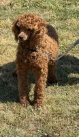 Sadie, a female Poodle - Miniature  for sale in Gaffney, SC – Photo 2 of 4