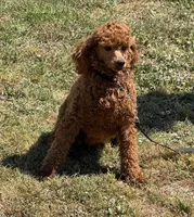 Sadie, a female Poodle - Miniature  for sale in Gaffney, SC – Photo 3 of 4