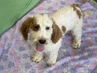 Carl, a male Miniature Labradoodle for sale in Gaffney, SC – 3 of 8