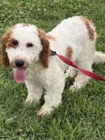 Carl, a male Miniature Labradoodle for sale in Gaffney, SC – 8 of 8