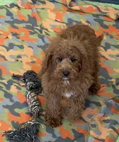 Piper, a female Miniature Labradoodle for sale in Gaffney, SC – 2 of 5