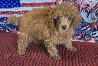 Cinnamon, a female Poodle - Toy  for sale in Gaffney, SC – 3 of 3