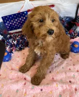 Tanzy, a female Miniature Labradoodle for sale in Gaffney, SC – 3 of 3