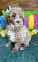 Grant, a male Miniature Goldendoodle for sale in Gaffney, SC – 7 of 7