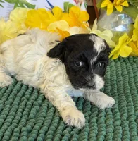 Molly, a female Cockapoo for sale in Gaffney, SC – 3 of 3