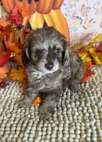 Jackson, a male Cockapoo for sale in Gaffney, SC – 3 of 3