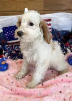 Patty, a female Miniature Labradoodle for sale in Gaffney, SC – 4 of 9