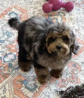 Bella, a female Cockapoo for sale in Gaffney, SC – 3 of 5
