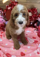 Max, a male Miniature Labradoodle for sale in Gaffney, SC – Photo 1 of 3