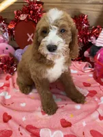Max, a male Miniature Labradoodle for sale in Gaffney, SC – Photo 3 of 3