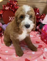 Max, a male Miniature Labradoodle for sale in Gaffney, SC – Photo 2 of 3