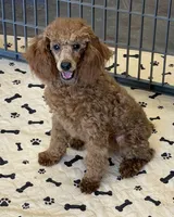 Lacy, a female Poodle - Toy  for sale in Gaffney, SC – 5 of 5