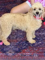 Benji, a male Poodle - Miniature  for sale in Gaffney, SC – 6 of 8