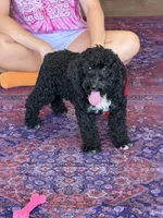 Jade, a female Miniature Labradoodle for sale in Gaffney, SC – 4 of 4