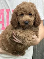 Maverick, a male Miniature Labradoodle for sale in Gaffney, SC – 2 of 3