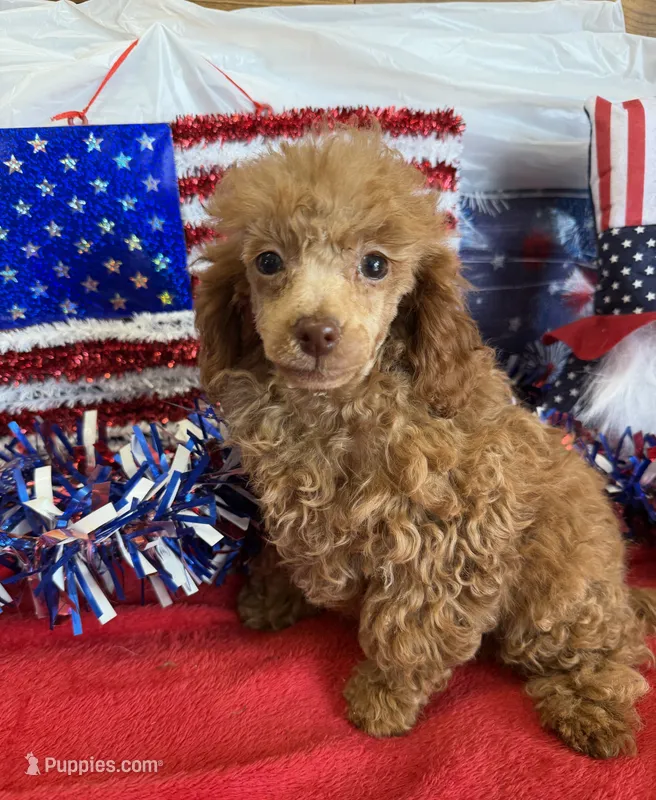 Candy, a female Poodle - Toy  for sale in Gaffney, SC – 1 of 3