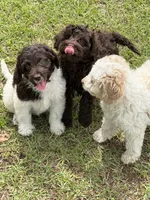 Maxx, a male Miniature Goldendoodle for sale in Gaffney, SC – 4 of 5