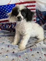 Bandit, a male Poodle - Toy  for sale in Gaffney, SC – 6 of 7