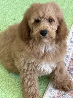 Thompson, a male Miniature Goldendoodle for sale in Gaffney, SC – 5 of 6