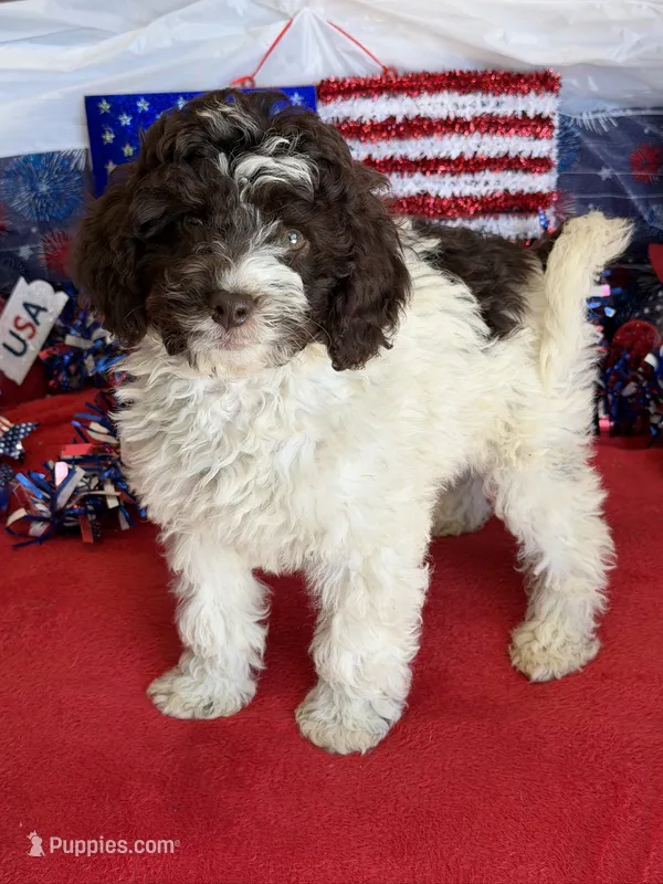 Sara – Miniature Goldendoodle puppy for sale in Gaffney, SC