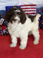 Sara, a female Miniature Goldendoodle for sale in Gaffney, SC – 1 of 7