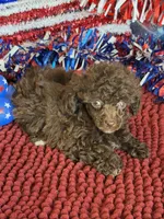 Cocoa, a female Poodle - Toy  for sale in Gaffney, SC – 4 of 4