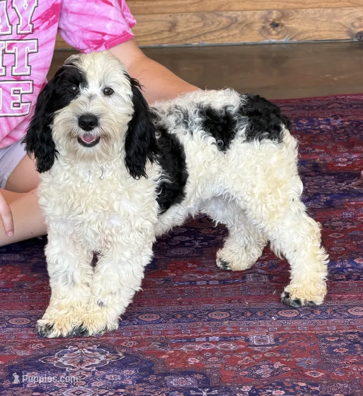 Oreo – Miniature Labradoodle puppy for sale in Gaffney, SC