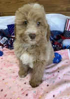 Grant, a male Miniature Goldendoodle for sale in Gaffney, SC – 4 of 7