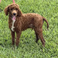 Fireball, a male Poodle - Miniature  for sale in Gaffney, SC – 5 of 6