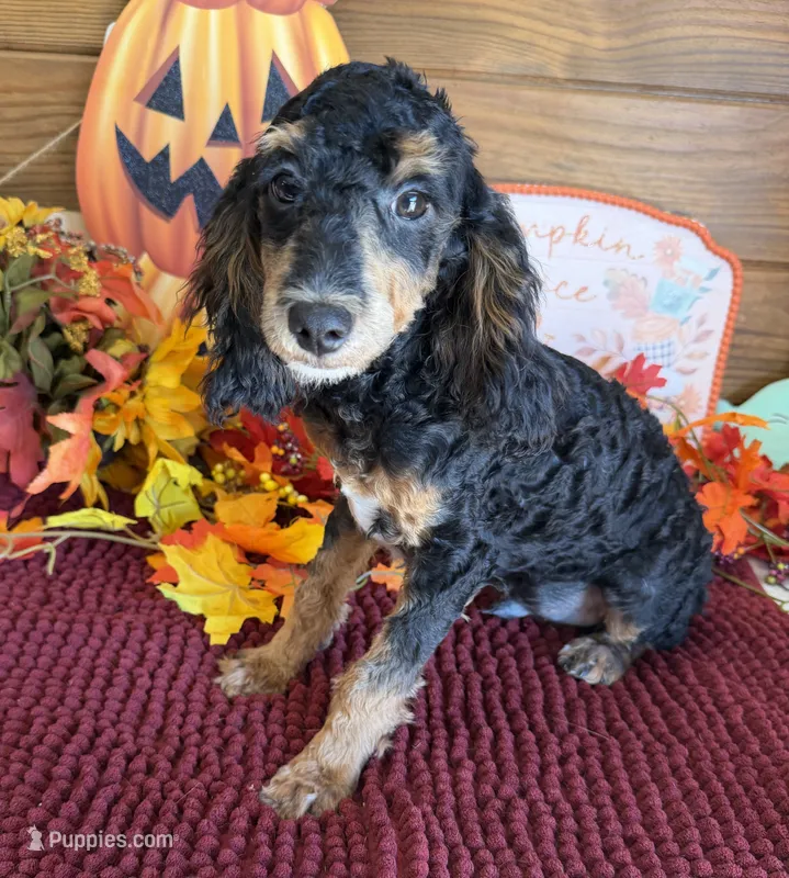 Cooper – Cockapoo puppy for sale in Gaffney, SC
