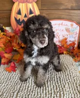 Lainey, a female Poodle - Miniature  for sale in Gaffney, SC – 2 of 4