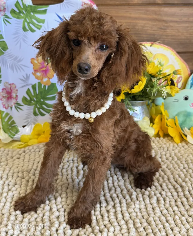 Lottie – Poodle - Toy  puppy for sale in Gaffney, SC