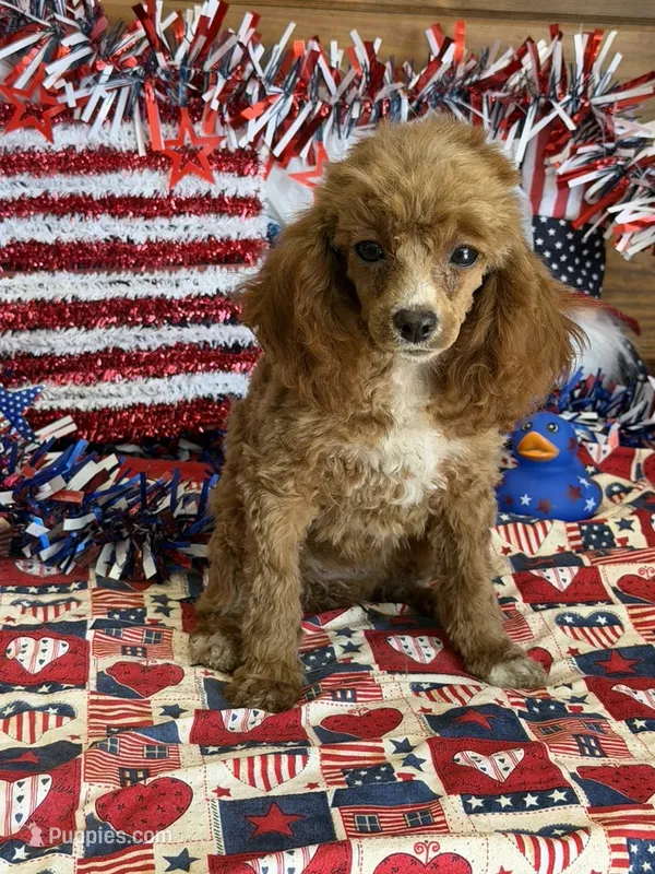 Pixie – Poodle - Toy  puppy for sale in Gaffney, SC