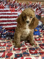 Pixie, a female Poodle - Toy  for sale in Gaffney, SC – 1 of 3