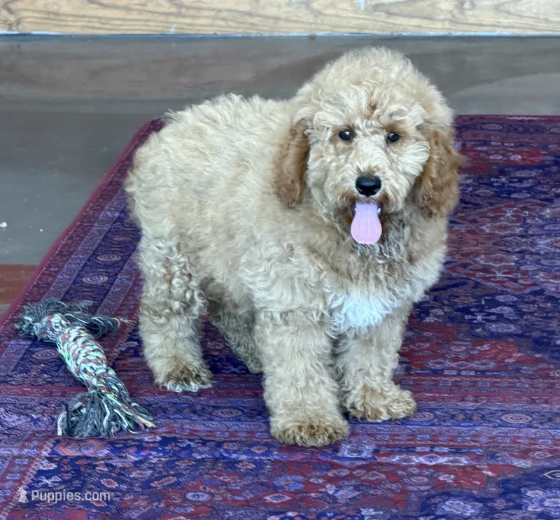 Thompson – Miniature Goldendoodle puppy for sale in Gaffney, SC