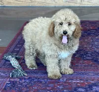 Thompson, a male Miniature Goldendoodle for sale in Gaffney, SC – 1 of 9