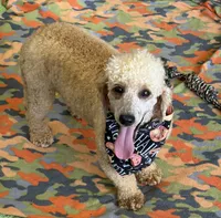 Benji, a male Poodle - Miniature  for sale in Gaffney, SC – 3 of 5