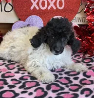 Lambie, a female Poodle - Toy  for sale in Gaffney, SC – Photo 2 of 4