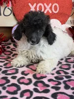 Lambie, a female Poodle - Toy  for sale in Gaffney, SC – Photo 1 of 4