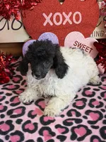Lambie, a female Poodle - Toy  for sale in Gaffney, SC – Photo 3 of 4